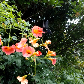☆束の間の雨間 甘い蜜をもとめて☆の画像
