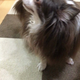  バルの呼吸がおかしいの画像