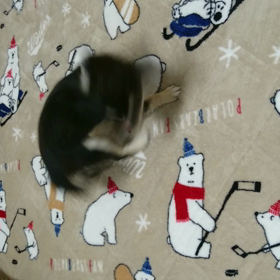 回っております(о´∀`о)の画像