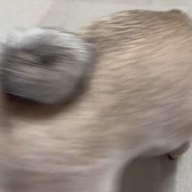 パグ、考える前に怒るの画像