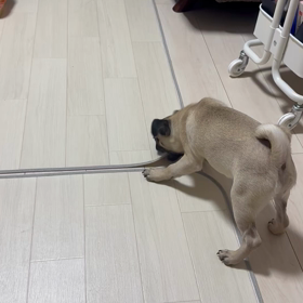 いたずらパグの画像