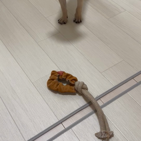 新しいおもちゃを手に入れたパグの画像