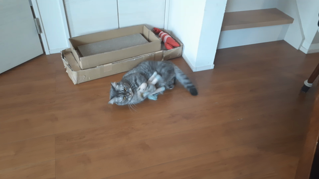 ねこちゃんの記事動画