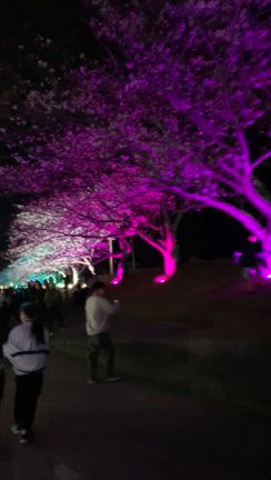 こっちの夜桜は綺麗でしたの記事動画