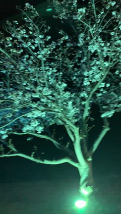 こっちの夜桜は綺麗でしたの記事動画