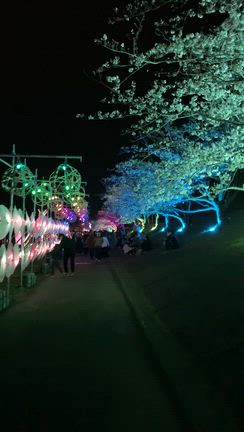 こっちの夜桜は綺麗でしたの記事動画
