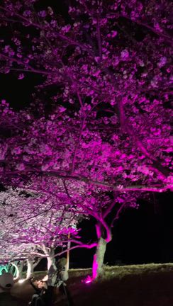 こっちの夜桜は綺麗でしたの記事動画