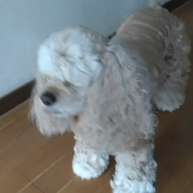 ガウガウみやびちゃん。の画像
