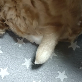 めざましテレビ。の画像