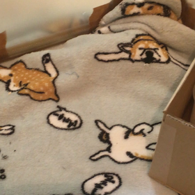 何かがモゾモゾしてる((((;゜Д゜)))の画像