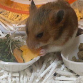 こたさんは、グルメ。の画像