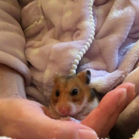 サクサクさん美味しいわ!!の画像
