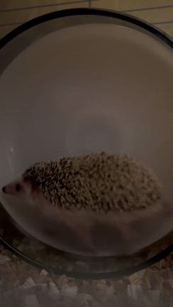 物欲報告　と　新しく家族（ペット）の記事動画