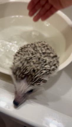 ハリネズミに癒されてますの記事動画