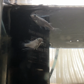 メダカの産卵の画像