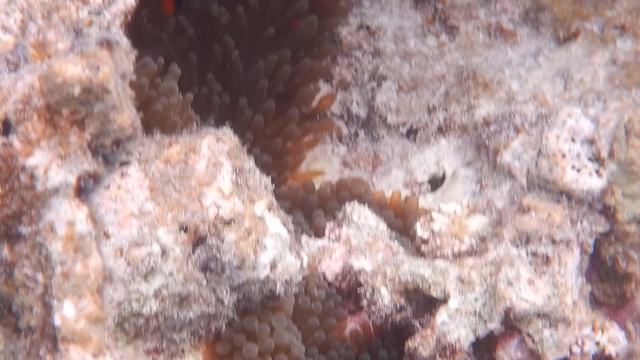 平成最後の夏休みの記事動画