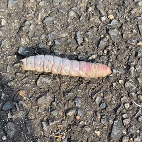 虫の画像