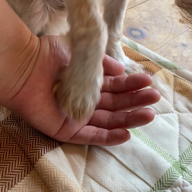 つぶの画像