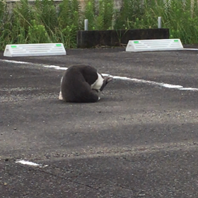 今日の猫の画像
