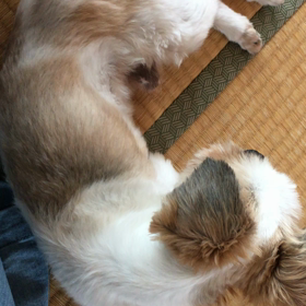 甘えん坊〜〜の画像