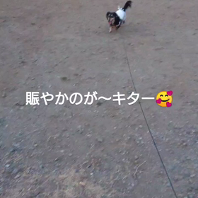 ペキだらけの日々……現実こんなもんさの画像