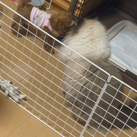 大きな猫と小さな仔犬の画像