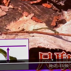 尺取虫の進み方の動画～尺蠖の屈するは…繋辞伝～人間万事塞翁が馬の画像