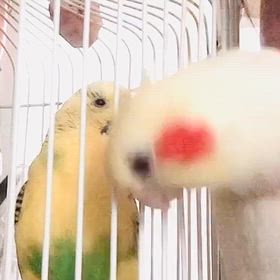 モフモフ頬ずりの画像