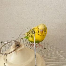 インコの「お手」と「おかわり」の画像