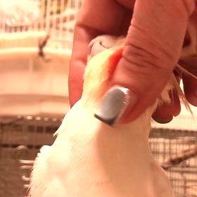 甘えてくれて嬉しいなの画像