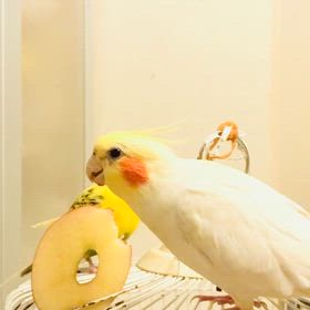 りんご美味しいね❤️の画像