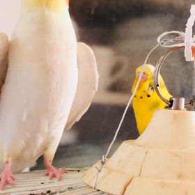 安定のミッキーマウスマーチの画像