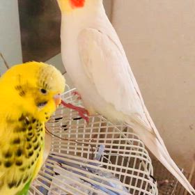 オカメインコとコラボ的なの画像