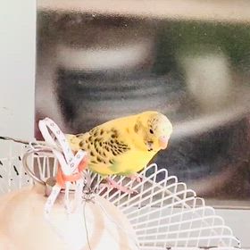 お手をするセキセイインコの画像