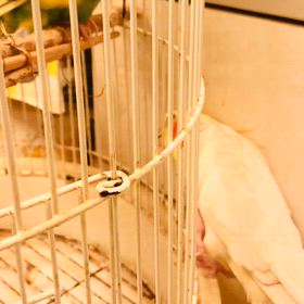 恋に落ちたの画像