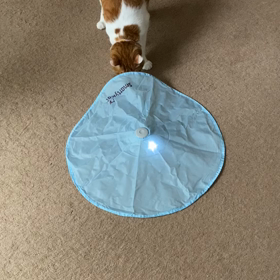 猫に運動させるの画像