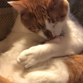 入念なお手入れの画像