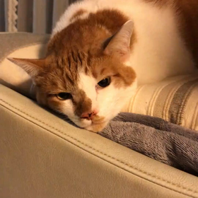 大切なねこの画像