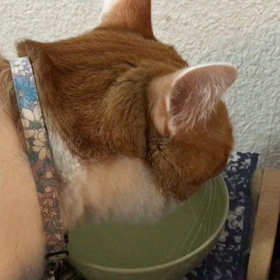 美味しいお水、たくさん飲んでの画像