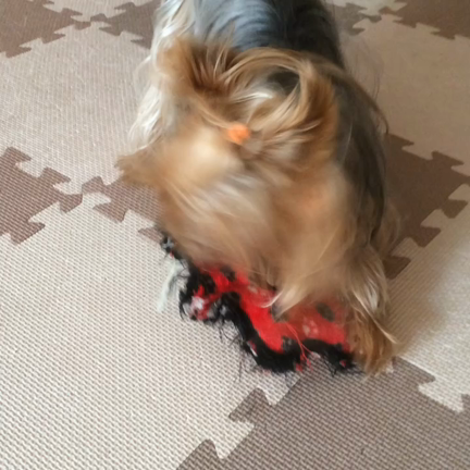 食べさせて良いもの悪いものの記事動画