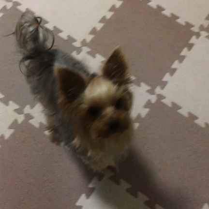 ワンちゃんのためのご飯講座の記事動画