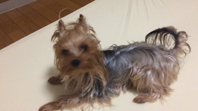 龍ちゃんのベッド？の記事動画