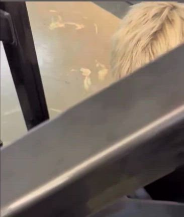 BangChan氏プロデュースと上目遣いインストにピリちゃんATTiiSSUで愛しのホジュズの巻の記事動画