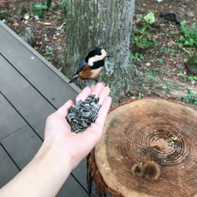 手乗り野鳥の画像