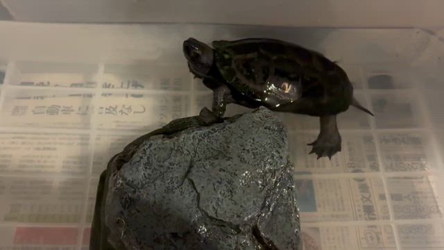 2026/5/3 夕飯の記事動画