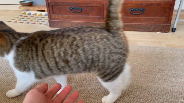 ちぃ、デビューするの記事動画