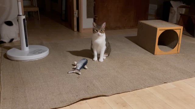 ぽんず＆ちぃ、秋仕様の仲の記事動画