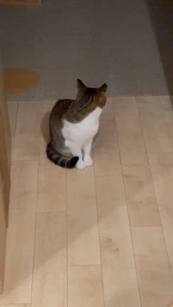 ちぃ、覚えるの記事動画