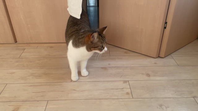 ちぃ、デビューするの記事動画