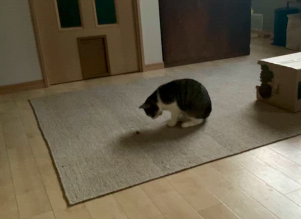 ちぃ、あり余るの記事動画